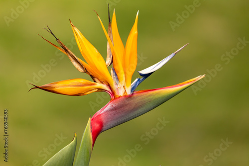 Strelitzia reginae, commonly known as the crane flower, bird of paradise, or isigude in Nguni, species of flowering plant. Quindio department, Colombia