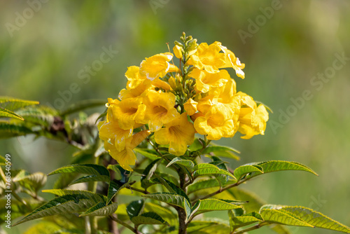 Tecoma stans, flower yellow trumpetbush, yellow bells or yellow elder. Species of flowering perennial shrub in the trumpet vine family, Bignoniaceae. Tocancipa, Cundinamarca Department, Colombia photo