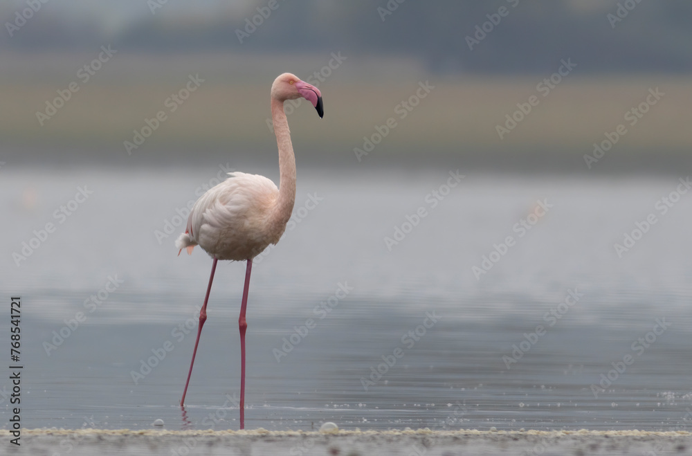 Obraz premium Greater flamingo`s flock in national park in Greece