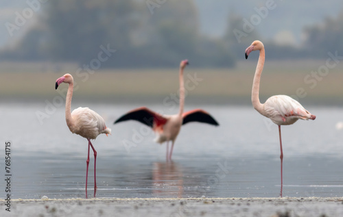 Greater flamingo`s flock in national park in Greece