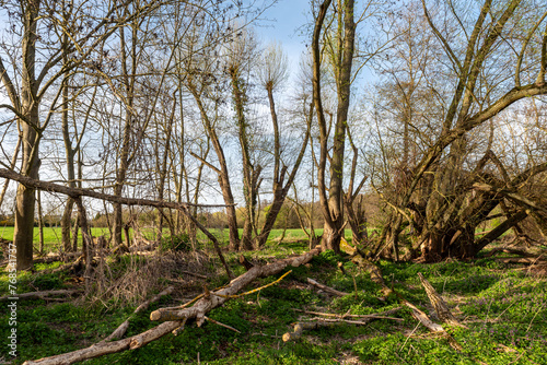 Laublose  teilweise durch Biberfra   umgefallene und abgestorbene B  ume in einem Waldst  ck mit Naturwiese im Fr  hling bei sch  nem Wetter