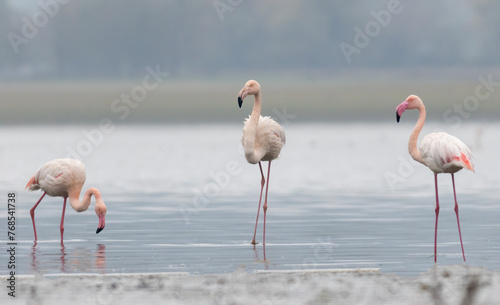 Greater flamingo`s flock in national park in Greece