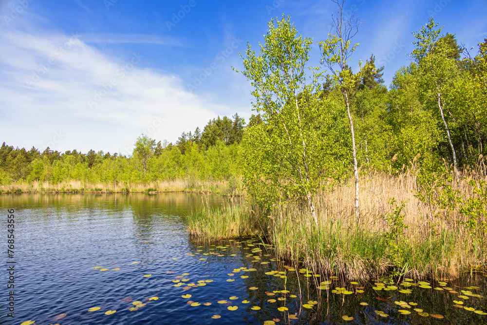 Fototapeta premium Lake in a woodland with lush green trees a sunny summer day