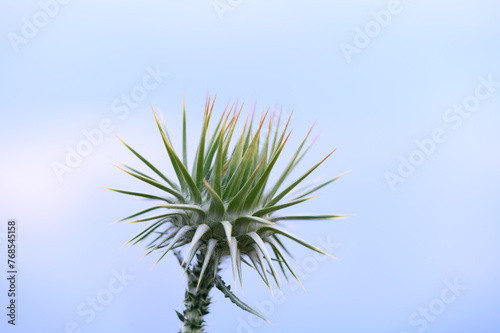 Mariana thistle flower (Silybum marianum) against the sky 2