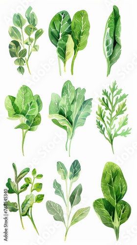 Set of watercolor spinach vegetables on white background , watercolor illustration 