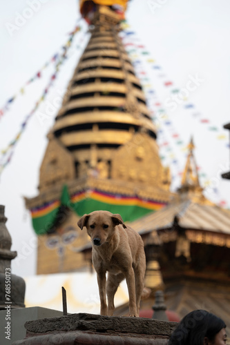 Swayambhunath Stupa dog
