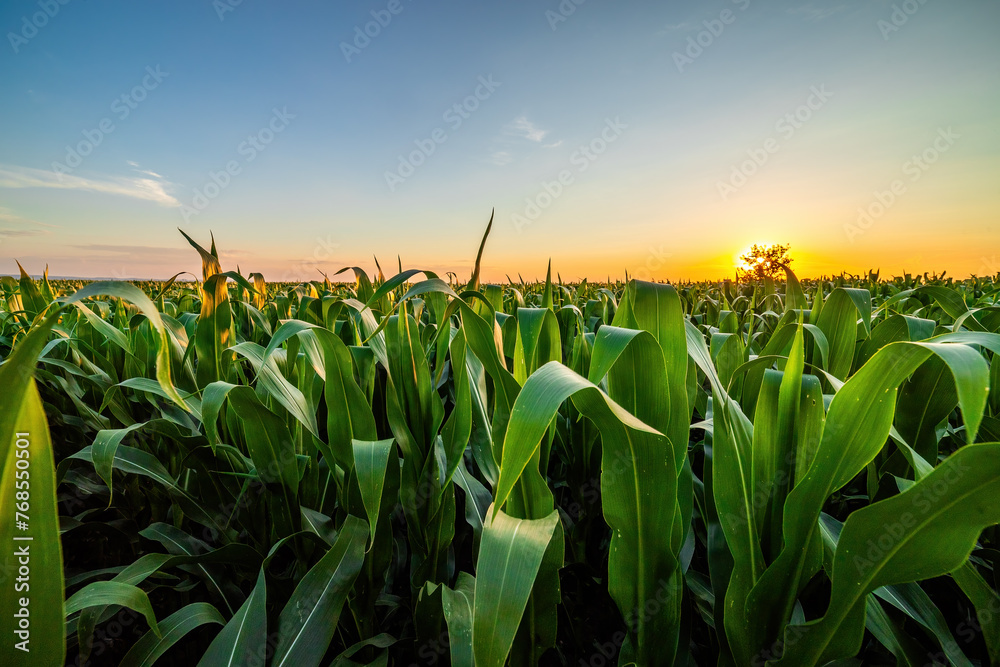 Fototapeta premium Vibrant cornfield basking in the warm glow of a sunset under a clear sky