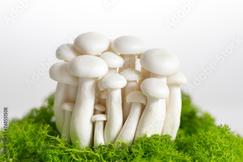 Close-up of white shimeji mushrooms on green moss. Hypsizygus marmoreus. Selective focus photo