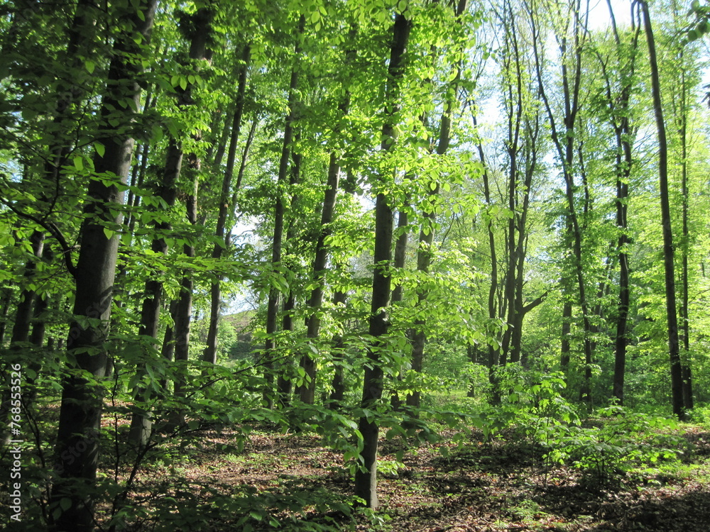 Fresh green tree in the springtime on a sunny day. Scenic natural beauty. Fresh green tree in the springtime on a sunny day. Scenic natural beauty.
