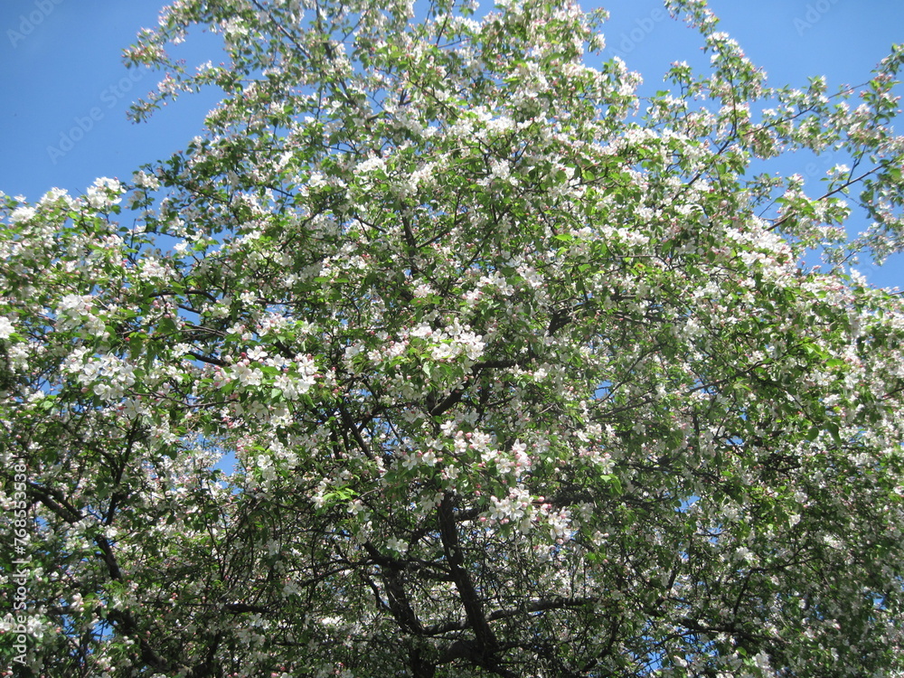 Fresh green tree in the springtime on a sunny day. Scenic natural beauty. Fresh green tree in the springtime on a sunny day. Scenic natural beauty.
