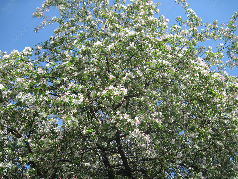 Fresh green tree in the springtime on a sunny day. Scenic natural beauty.