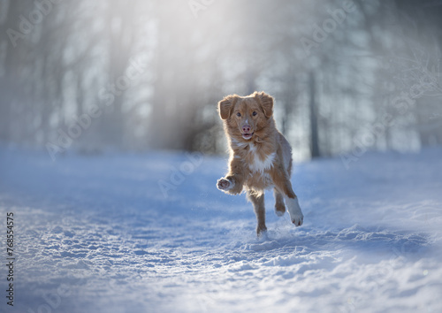 landscape winter with red jumping toller