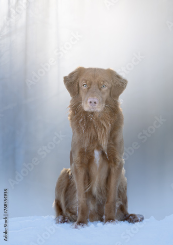Close up portrait of toller male