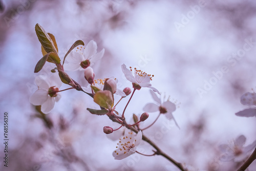 Delicate flowers of Prunus cerasifera Pissardii close up with blurred background photo