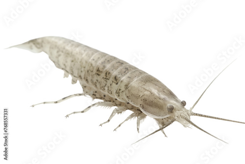A silverfish isolated on a transparent background, Generative AI