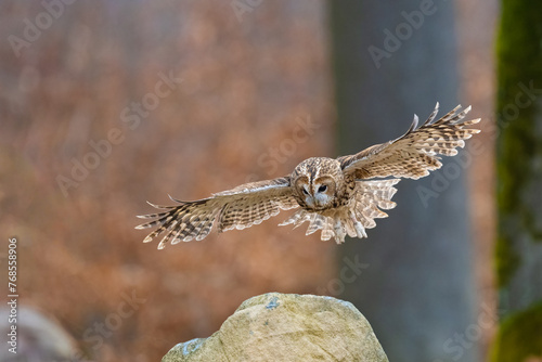 Tawny Owl. Strix aluco is landing, Bohemian Moravian Highland.
