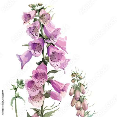 Fototapeta Naklejka Na Ścianę i Meble -  Watercolor Foxglove Flower Clipart 