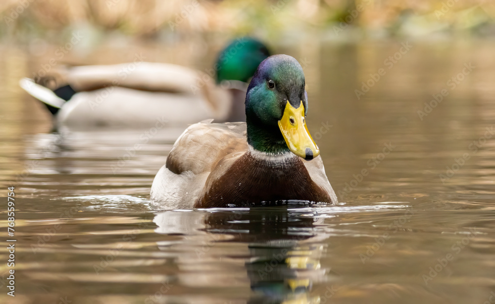 Fototapeta premium Mallard duck (Anas plathyrynchos) in natural habitat