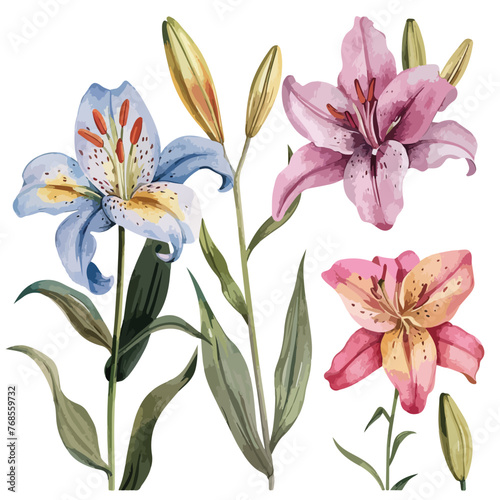 Fototapeta Naklejka Na Ścianę i Meble -  Watercolor Lily Clipart clipart isolated on white background