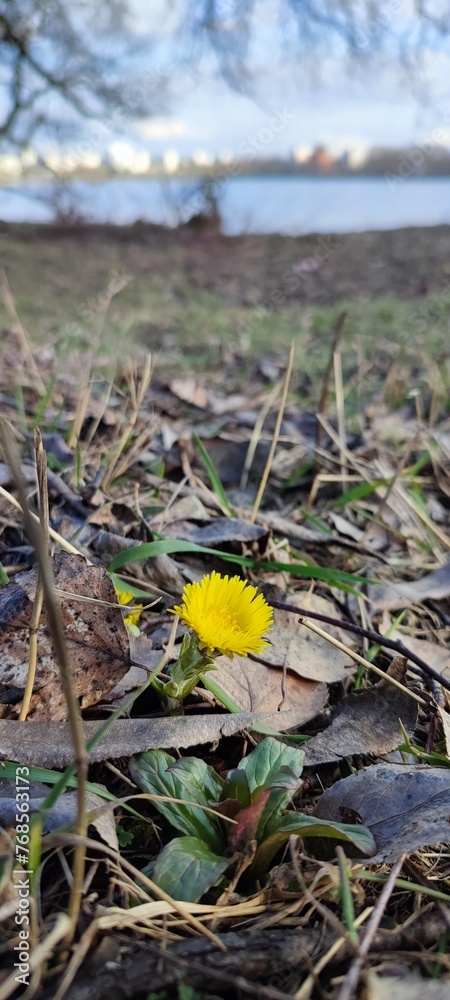 yellow flowers on the ground yellow flowers on the ground