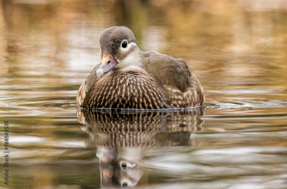Fototapeta premium Female mandarin duck (Aix galericulata) in natural habitat