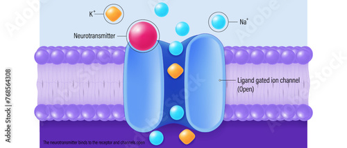 The neurotransmitter binds to the receptor. Channels open. Chemical synapse vector. Neuron communication. Synaptic transmission. 