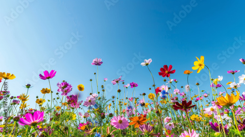 Brightly colored Cosmos flowers stretch towards the azure sky  symbolizing growth and aspiration