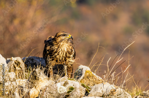 Common Buzzard in autumn mountain