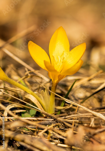 Crocus is a genus of seasonal flowering plants photo