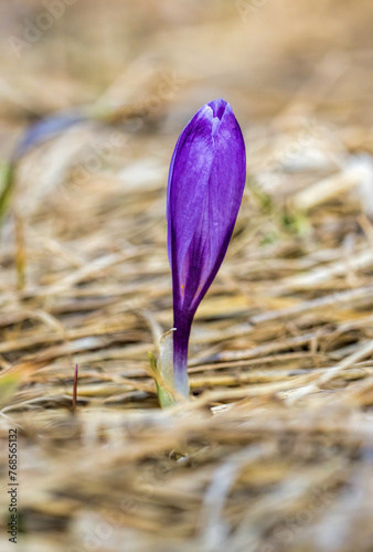 Crocus is a genus of seasonal flowering plants photo