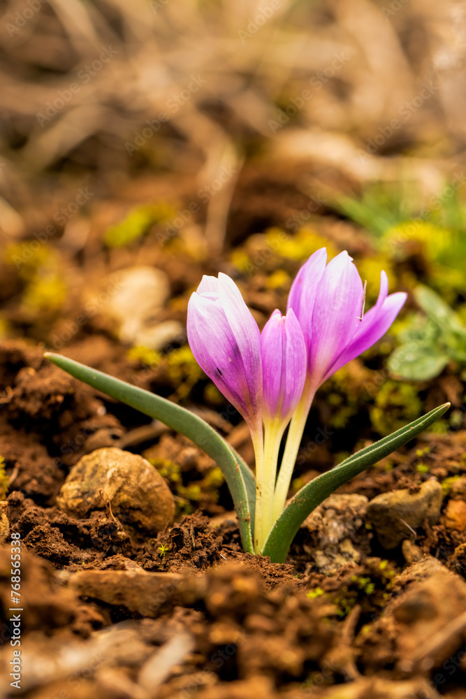 Obraz premium Crocus is a genus of seasonal flowering plants