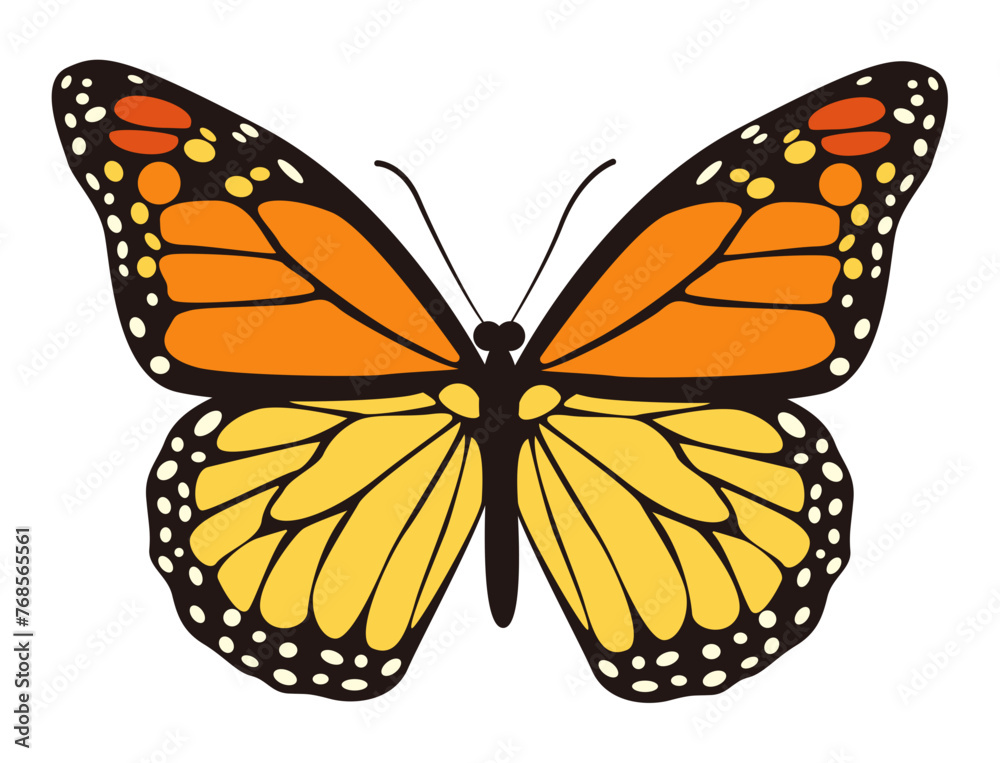 Monarch Butterfly Illustration Monarch Butterfly Illustration