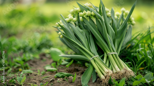 A bunch of wild leeks identified and foraged  spread out on a natural green field  background with empty space for text 