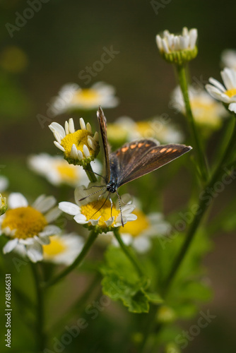Aricia agestis, the brown argus butterfly in the family Lycaenidae sitting on camomile, chamomile flower. Soft focused macro shot photo