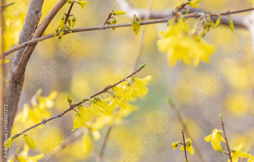 Yellow forsythia signals the beginning of spring. Forsythia koreana © two K