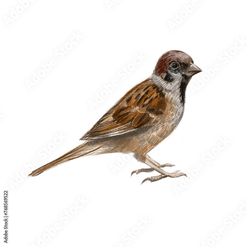 Sparrow illustration. Hand drawn drawing of a bird. Bird isolated on white background. © Lena