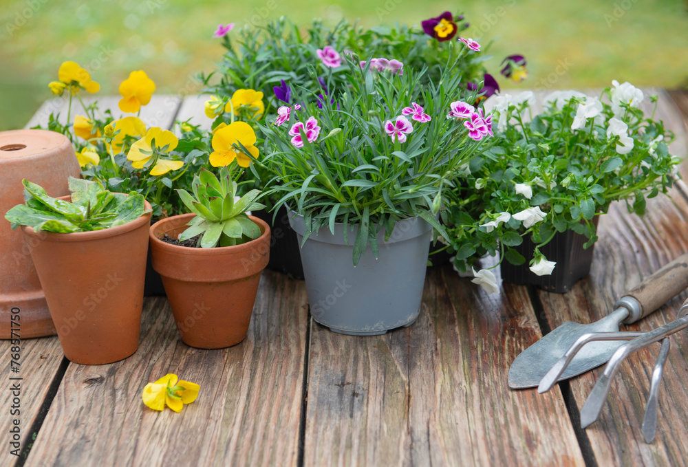 pretty and colorful spring flowers on a wooden table  with gardening toolse in a garden