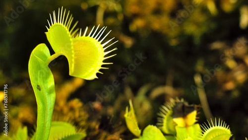 Fotografía Carnivorous plant Dionaea muscipula in selective focus and depth blur, U