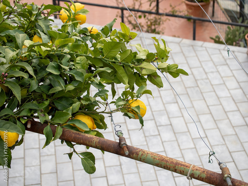 plant of lemon in a garden in italy