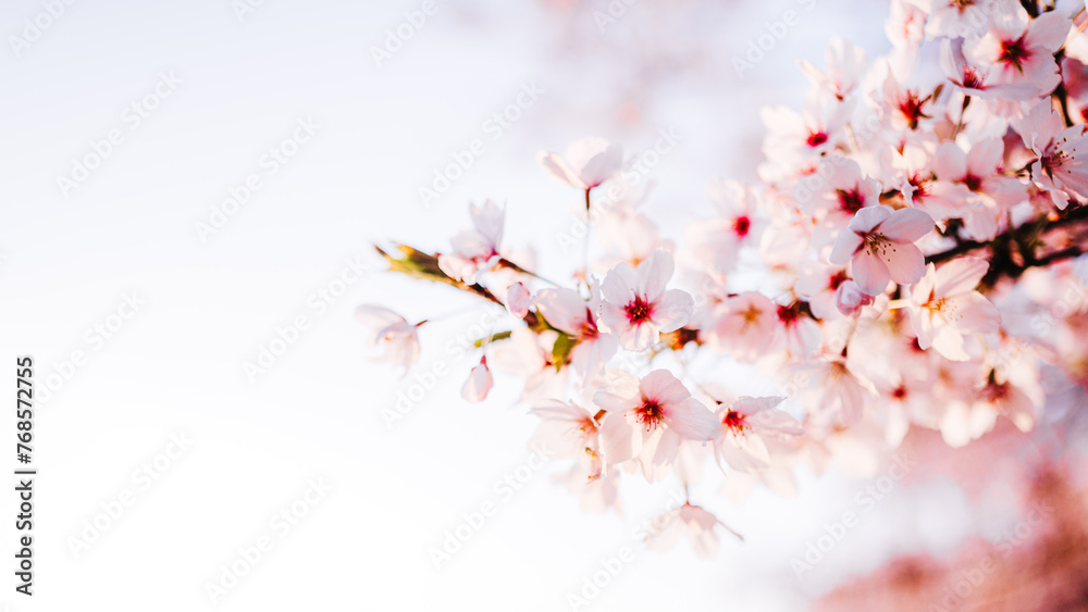 Spring banner, branches of blossoming cherry against background Spring banner, branches of blossoming cherry against background