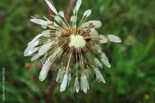 Dandelion flower seeds water covered dew rain