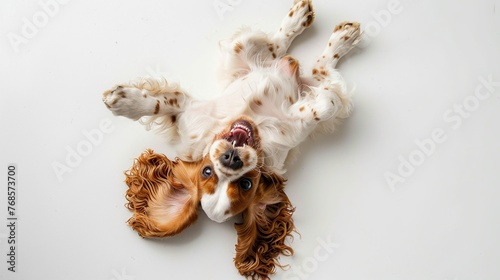 Cute English Cocker Spaniel lying on white background, top view. © RMTH