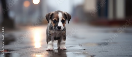 A small dog is standing on a wet sidewalk, its fur damp from the rain. The dog looks cautious as it navigates the slippery surface.