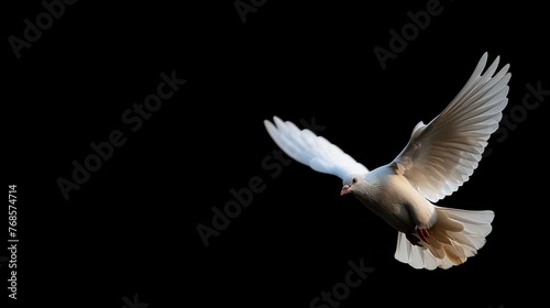 Symbol of love, peace or messenger. Flying white dove on dark background.