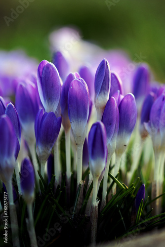 purple crocus flower spring