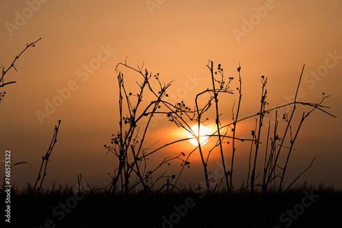 Abendrot Abendsonne D  mmerung Pflanzen Sonne