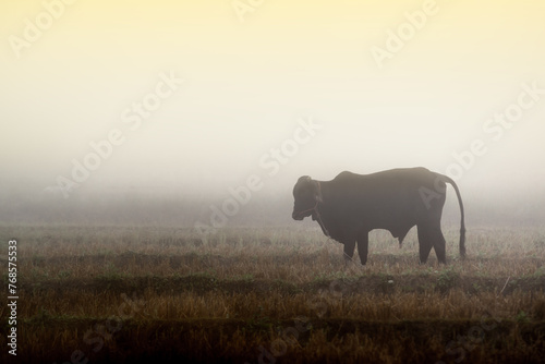 Bull in the fog farmland on the field in the morning sunlight © Ekaterina Myshenko
