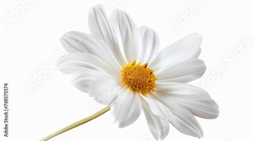Hand-made clipping path for Daisy flower photo