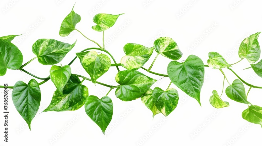 Isolated on a white background, heart-shaped vine leaves, devil's ivy, and golden pothos. Clipping path included