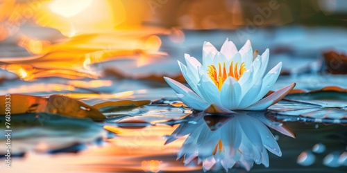 A white water lily gracefully floating on calm water.